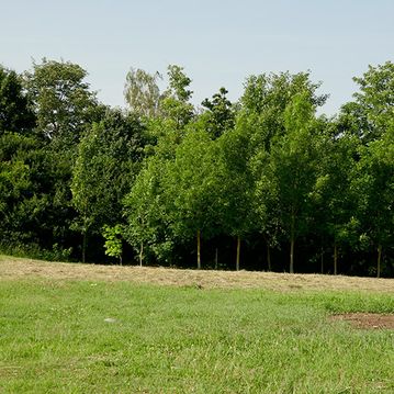 Klee Haus | Grundstücke - Sandersdorf Brehna