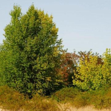 Klee Haus | Grundstücke - Dessau Alten