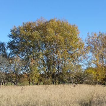 MULDESTAUSEE - KRINA
